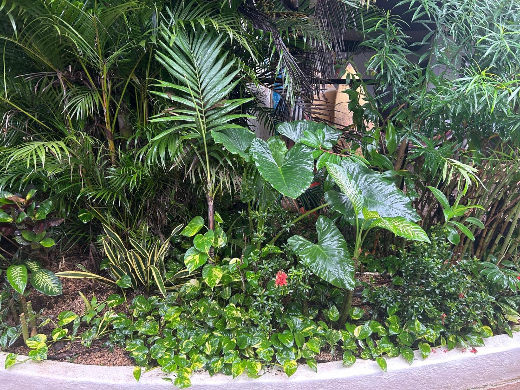 Pura Vida Hostel Tamarindo Ngoại thất bức ảnh